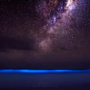 noctilucas